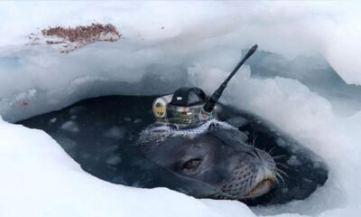 Seals help Japanese researchers collect data under Antarctic ice