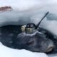 Seals help Japanese researchers collect data under Antarctic ice
